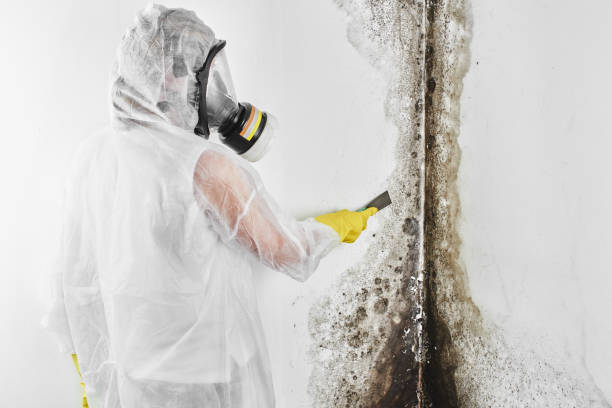 Best Emergency Mold Remediation in Cherryville, PA