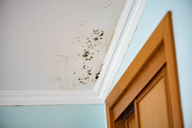 Best Post-Remediation Services in Cherryville, PA