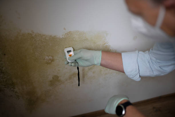 Best Localized Mold Remediation (e.g., coastal areas, humid climates) in Cherryville, PA