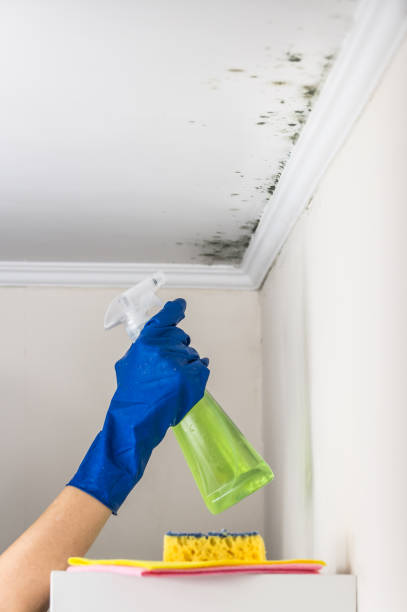Best Preventive Mold Services in Cherryville, PA