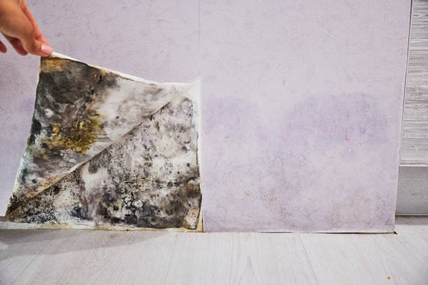 Best Post-Flood Mold Remediation in Cherryville, PA